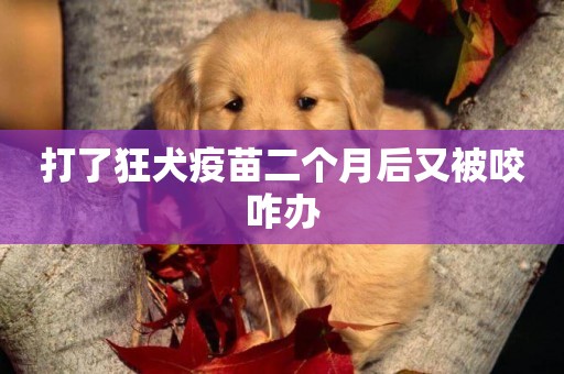 打了狂犬疫苗二个月后又被咬咋办